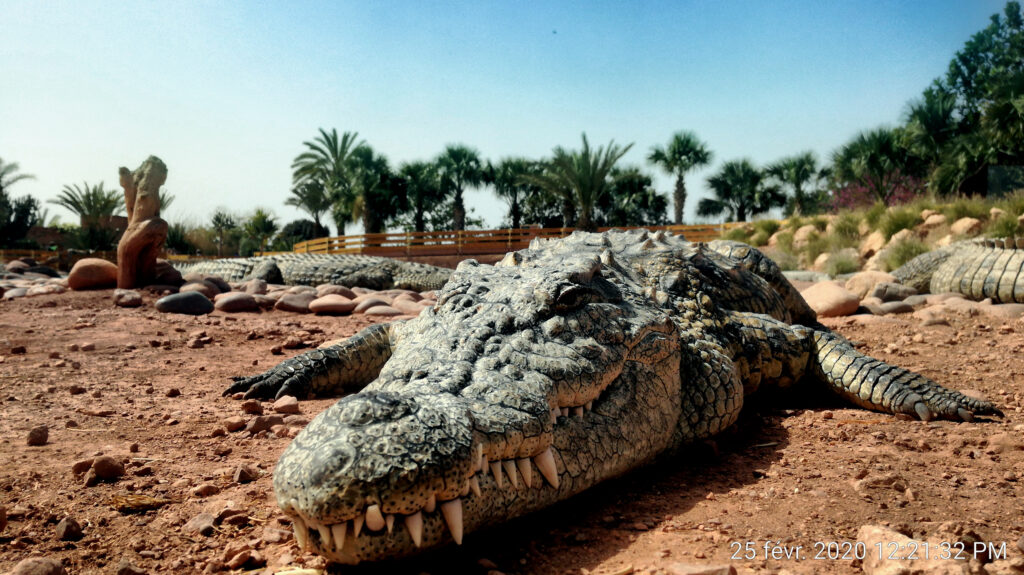 Crocoparc Tour from Agadir